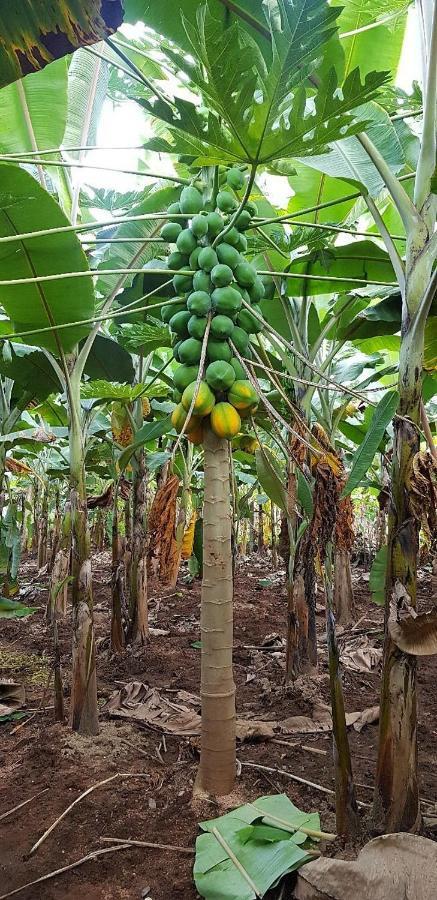 Banana Farm House Hampi Dış mekan fotoğraf